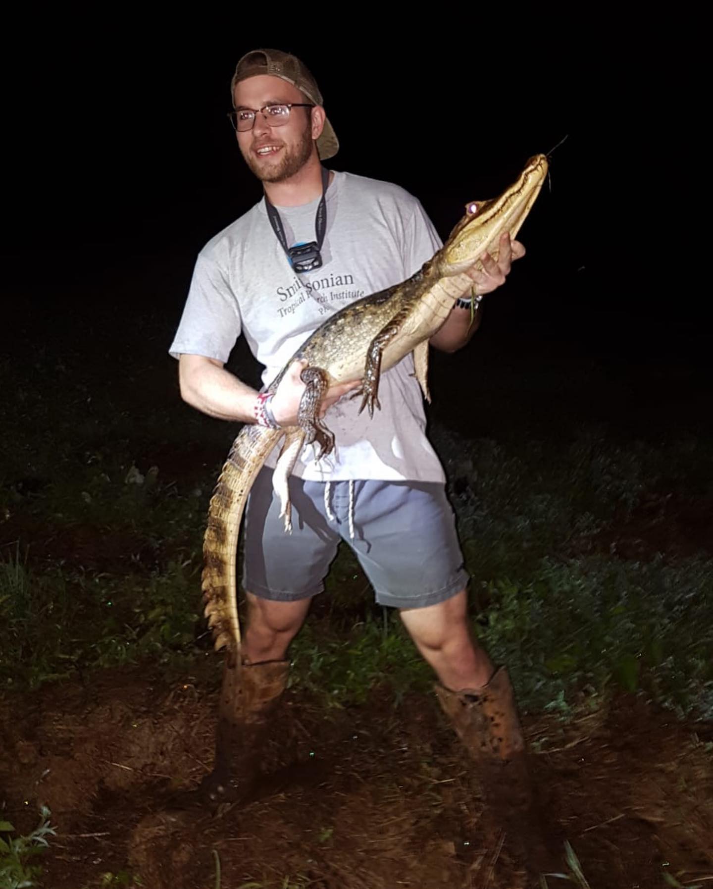 Large caiman encountered in the field