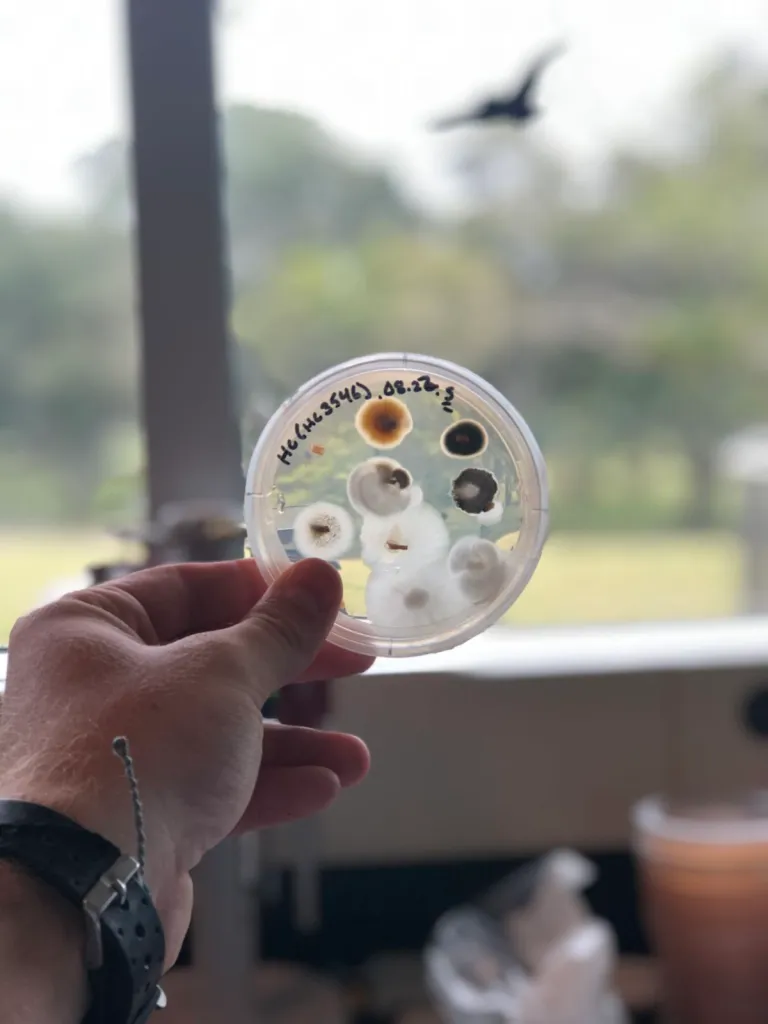 Microbial isolates from soil community profiling