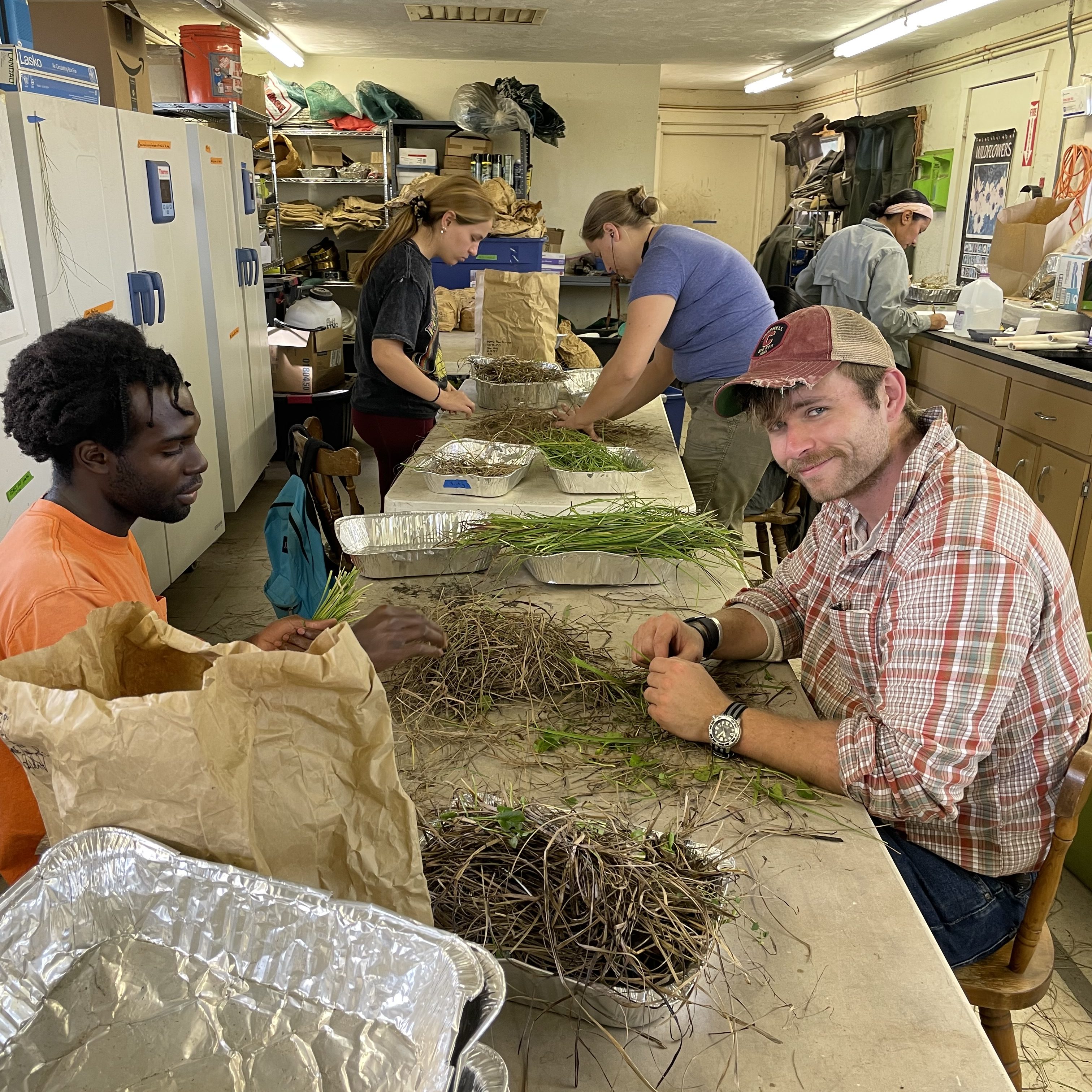 Sorting grass samples
